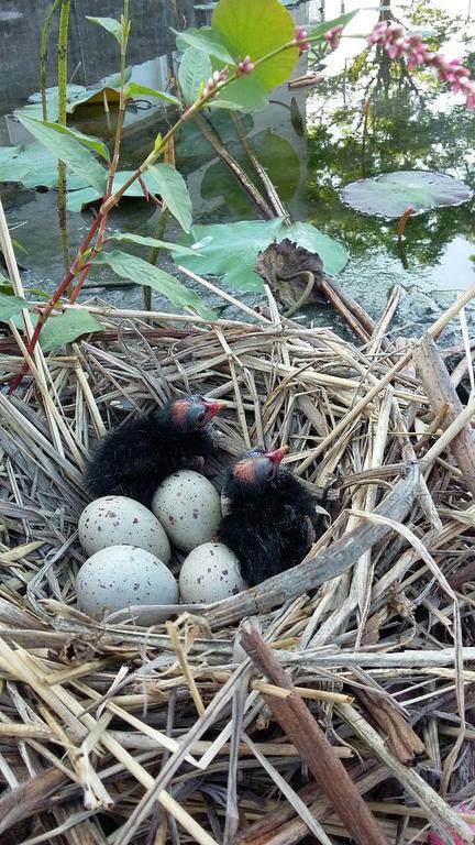 Water Bird Family Apartman Toucseng Kültér fotó