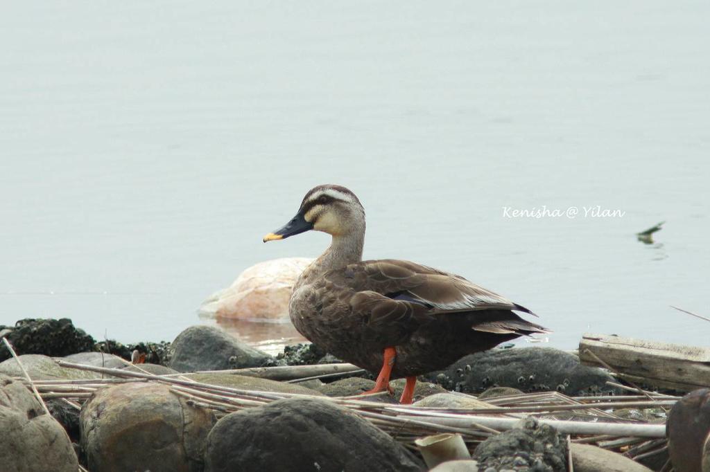 Water Bird Family Apartman Toucseng Kültér fotó