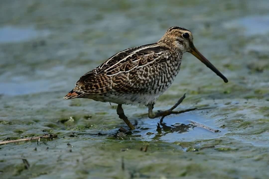 Water Bird Family Apartman Toucseng Kültér fotó